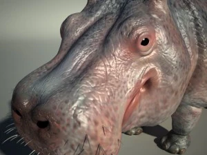 hippo 3D Model