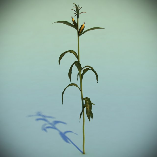 corn plant 3D Model .c4d .max .obj .3ds .fbx .stl .blend 