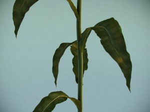 corn plant 3D Model