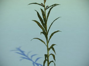 corn plant 3D Model
