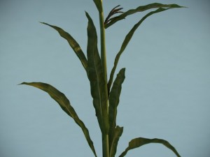 corn plant 3D Model