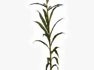 corn plant 3D Model