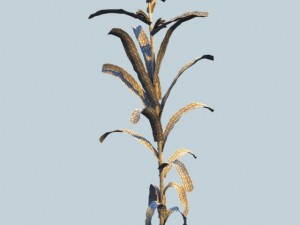corn plant 3D Model