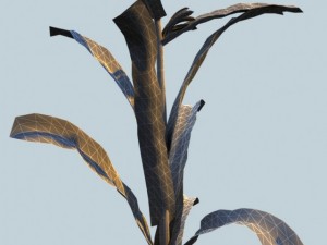 corn plant 3D Model