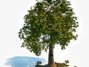 tree 3D Model