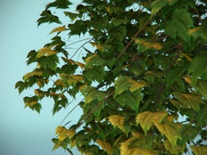 tree 3D Model