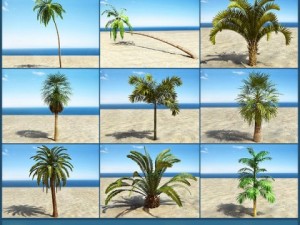palms collection 3D Model