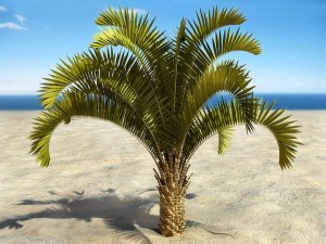 palms collection Model 3D