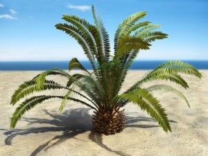 palms collection 3D Model
