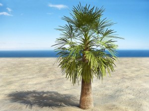 palms collection Model 3D