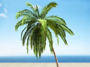 palms collection Model 3D