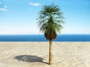 palms collection Model 3D