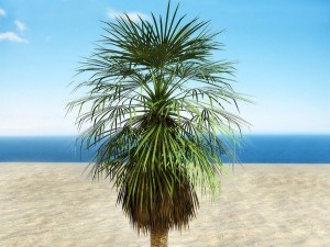 palms collection Model 3D