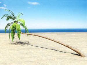 palms collection Model 3D