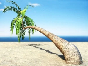 palms collection 3D Model