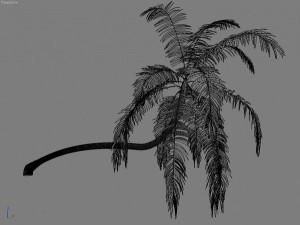 palms collection Model 3D