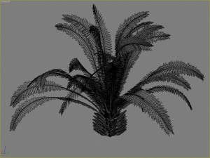 palms collection Model 3D