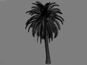 palms collection Model 3D
