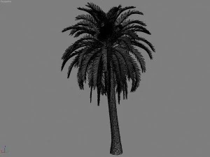 palms collection 3D Model