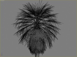 palms collection Model 3D