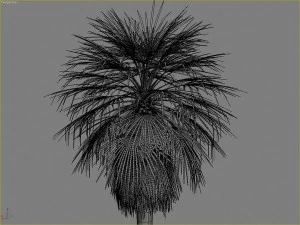 palms collection 3D Model