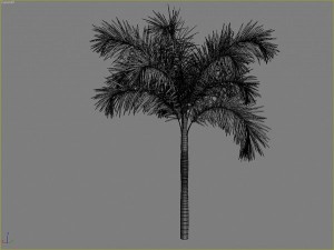 palms collection Model 3D