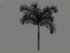 palms collection 3D Model