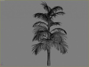 palms collection Model 3D