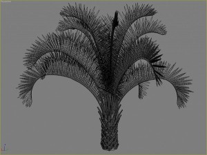 palms collection Model 3D