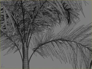 palms collection 3D Model