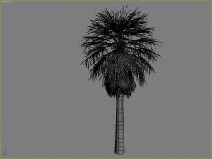 palms collection Model 3D