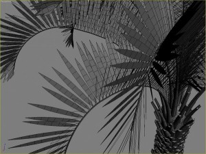 palms collection Model 3D