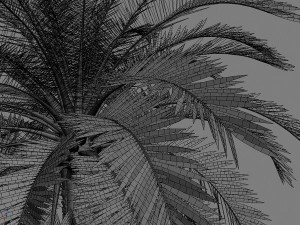 palms collection Model 3D