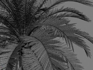palms collection 3D Model