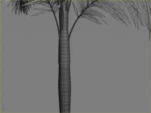 palms collection Model 3D