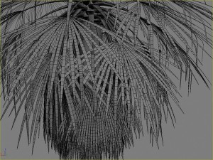 palms collection Model 3D