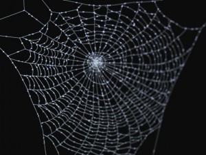 spider web 3D मॉडल
