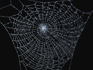 &ouml;r&uuml;mcek ağı 3D Model