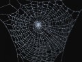 spider web 3D Model