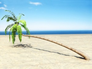 palm 1 3D Model