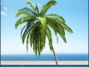 palm 2 3D Model