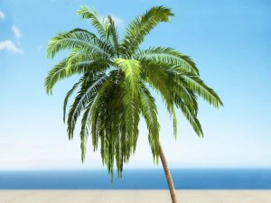 palm 2 3D Model