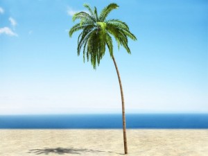 palm 2 Modelo 3D