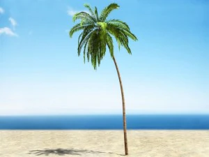 palm 2 3D Model