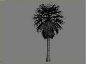 palm 3 3D Modell