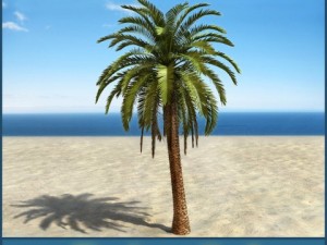palm 4 Modèle 3D
