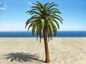 palm 4 3D Model