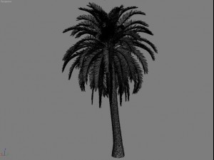 palm 4 3D Model