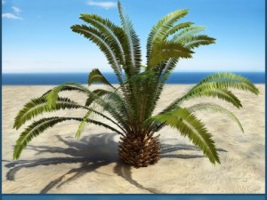 palm 5 Modelo 3D