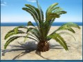palm 5 Model 3D